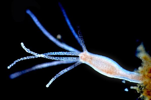 Замена hydra