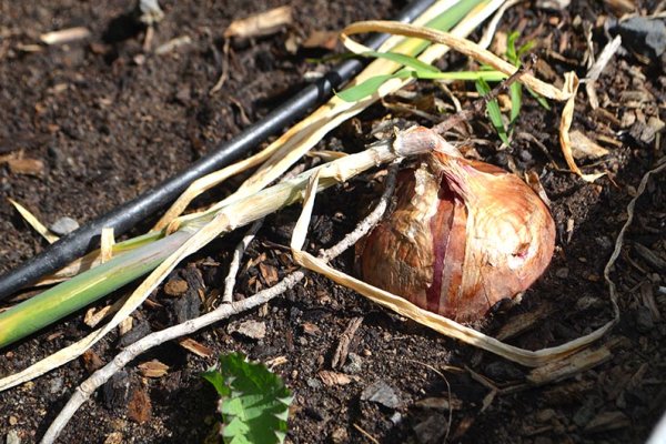 Ссылка на кракен onion kraken dark link