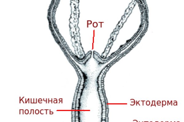 Kraken kraken link24 info