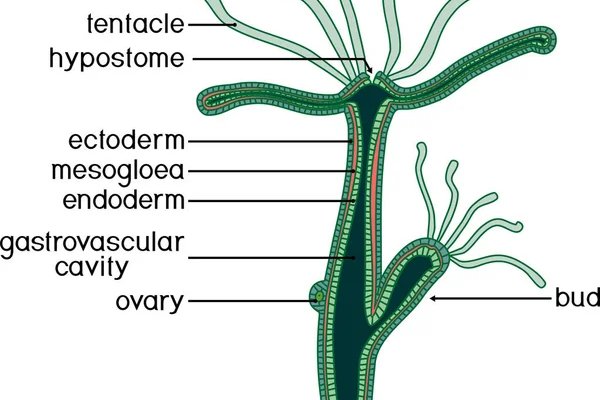 Kraken com зеркало
