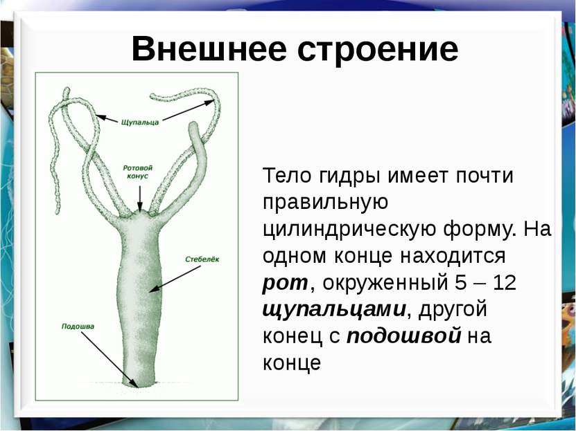 Кракен новый маркетплейс
